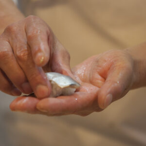 季節の恵みを堪能できる茅ヶ崎の鮨処、慈 （いつく）